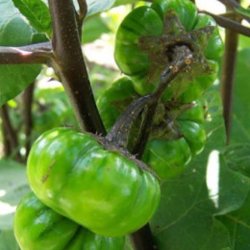 Aubergine <br>'Goyo Kumba'<br><i>Solanum integrifolium</i>