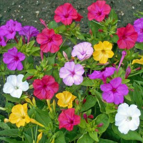 Vidunderblomst <br>'Mix'<br><i>Mirabilis jalapa</i>