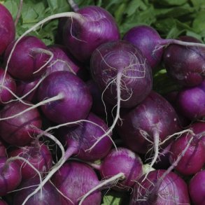 Radise <br>Purple Plum' <br><i>Raphanus sativus</i>