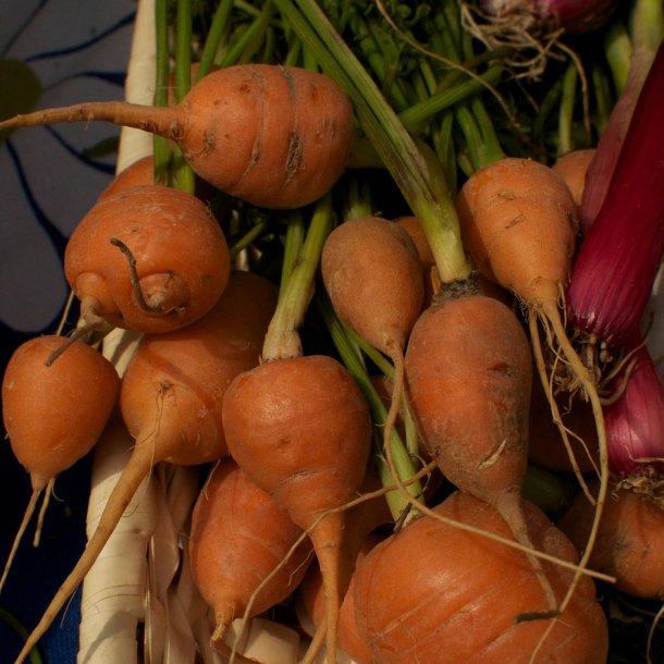 Gulerod, karotte <br>'Paris Market' <br><i>Daucus carota var. sativus</i>