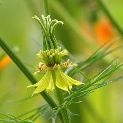Nigella, <br>orientalsk <br>'Transformer'<br><i>Nigella orientalis</i>