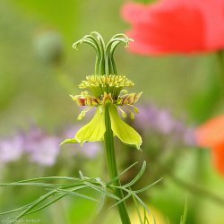 Nigella, <br>orientalsk <br>'Transformer'<br><i>Nigella orientalis</i>