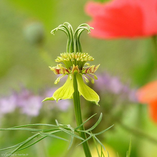 Nigella, <br>orientalsk <br>'Transformer'<br><i>Nigella orientalis</i>