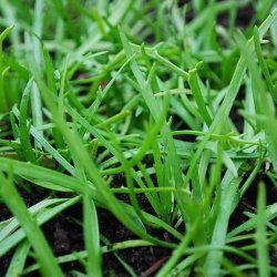 Minutina, Erba stella, <br>Fliget vejbred <br><i>Plantago coronopus </i>