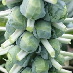 Rosenkl <br>'Jade Cross E' F1  <br><i>Brassica oleracea var. gemnifera</i>