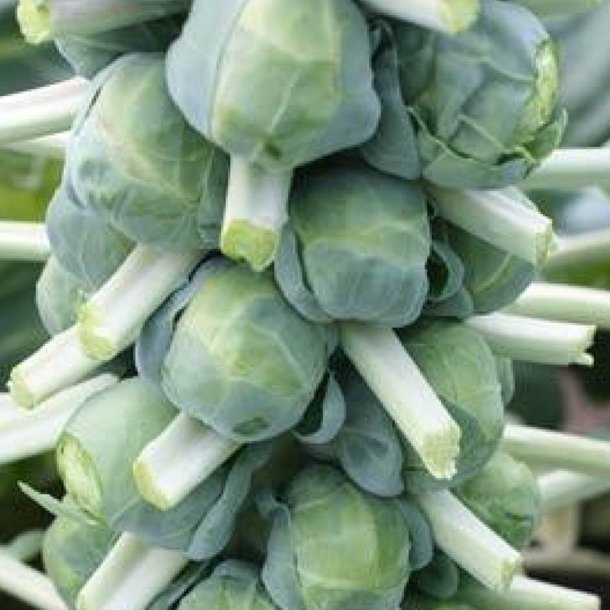Rosenkl <br>'Jade Cross E' F1  <br><i>Brassica oleracea var. gemnifera</i>
