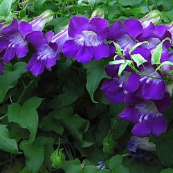 Asarina, Klatre- 'Sky Blue' <br><i>Asarina scandens/ Lophospermum s./Maurandya s.</i>