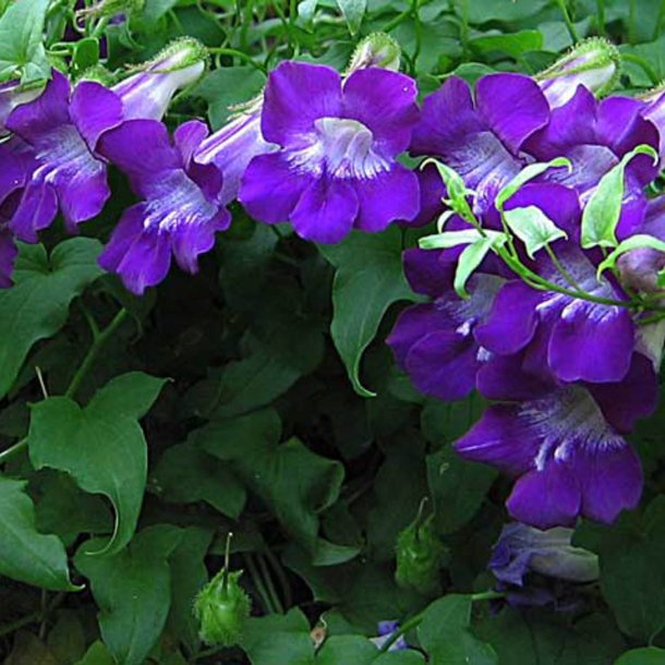 Asarina, Klatre- 'Sky Blue' <br><i>Asarina scandens/ Lophospermum s./Maurandya s.</i>