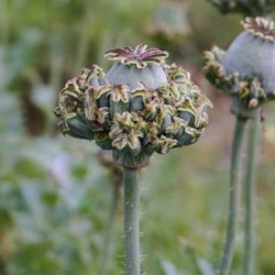 Valmue, Opiums- <br>'Hen &amp; Chickens' <br><i>Papaver somniferum </i>