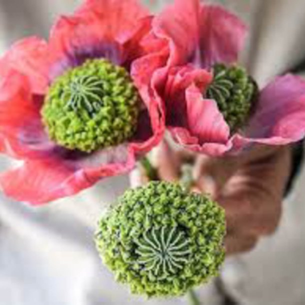 Valmue, Opiums- <br>'Hen &amp; Chickens' <br><i>Papaver somniferum </i>