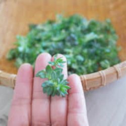 Tripmadam, <br>Bjerg-stenurt <br><i>Sedum rupestre syn. S. reflexum</i>