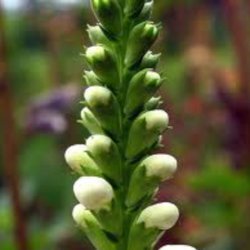 Drejeblomst <br>'Alba' <br><i>Physostegia virginiana </i>