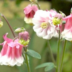 Akeleje <br> 'Pink Petticoat'<br><i>Aquilegia vulgaris </i>