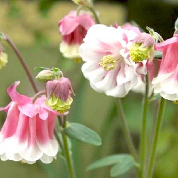 Akeleje <br> 'Pink Petticoat'<br><i>Aquilegia vulgaris </i>