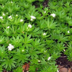 Skovm�rke <i>Galium odoratum</i>  