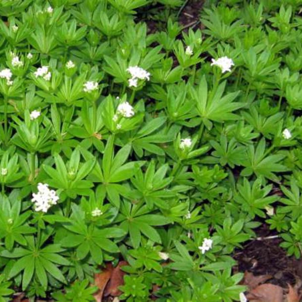 Skovm�rke <i>Galium odoratum</i>  