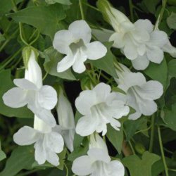 Asarina, Klatre- 'Mix' <br><i>Asarina scandens/ Lophospermum s./Maurandya s.</i>