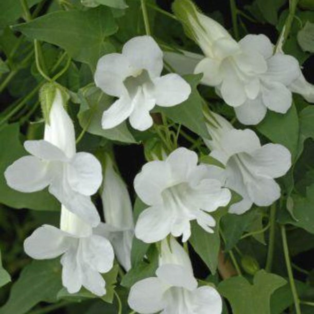 Asarina, Klatre- 'Mix' <br><i>Asarina scandens/ Lophospermum s./Maurandya s.</i>