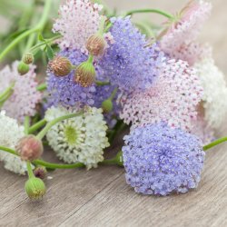 Kniplingeblomst 'Mix' <br><i>Didiscus caeruleus /Trachymene caerulea </i>