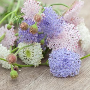 Kniplingeblomst 'Mix' <br><i>Didiscus caeruleus /Trachymene caerulea </i>
