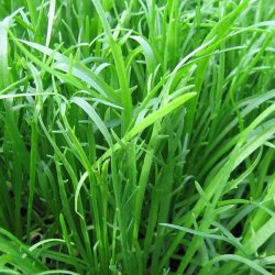 Minutina, Erba stella, <br>Fliget vejbred <br><i>Plantago coronopus </i>