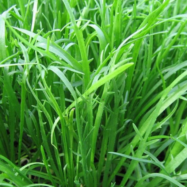 Minutina, Erba stella, <br>Fliget vejbred <br><i>Plantago coronopus </i>