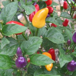 Chili <br> 'Chinese 5 Colour' <br><i>Capsicum annuum</i>