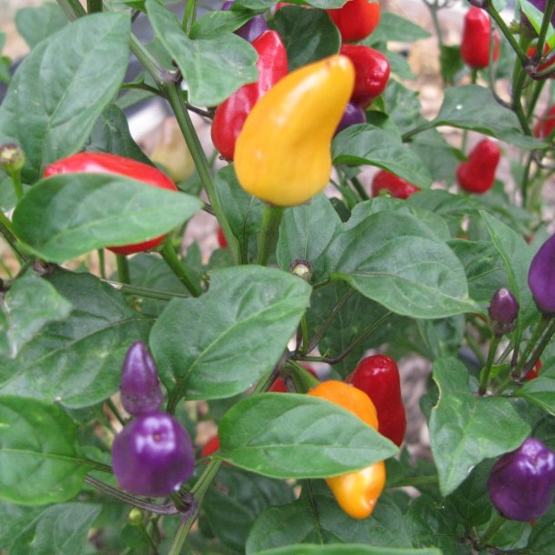 Chili <br> 'Chinese 5 Colour' <br><i>Capsicum annuum</i>