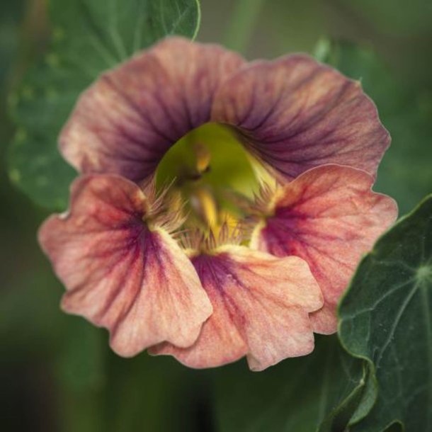 Tallerkensm�kker <br>'Ladybird Rose' <br><i>Tropaeolum minus </i>