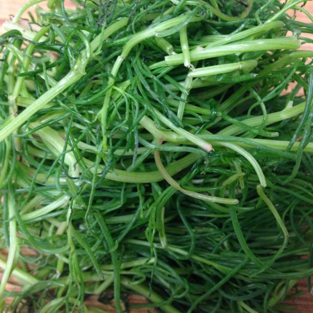 Okahijiki, <br>Komarov-sodaurt <br><i>Salsola komarovii iljin</i>