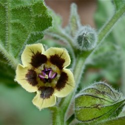 Ananaskirsebr <br><i>Physalis peruviana</i><br><br>