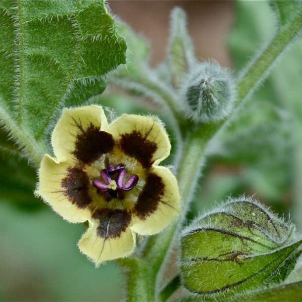 Ananaskirsebr <br><i>Physalis peruviana</i><br><br>