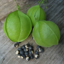 Ballonvin, 'Love in a Puff' <br><i>Cardiospermum halicacabum</i>