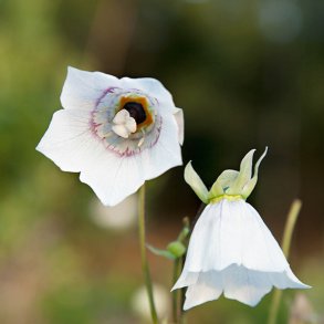 Snerleklokke, <br>Asiatisk <br><i>Codonopsis clematidea</i>