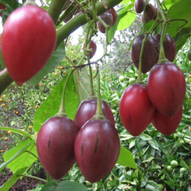Trtomat, <br>Tamarillo <br><i>Cyphomandra crassicaulis <br>(syn. C. betacea)</i>