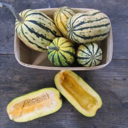 Grskar <br>'Cornells Bush Delicata' <br><i>Cucurbita pepo</i>