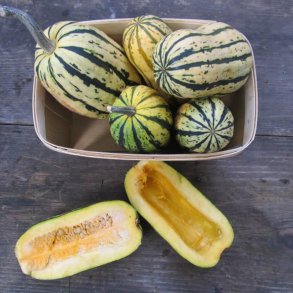 Grskar <br>'Cornells Bush Delicata' <br><i>Cucurbita pepo</i>