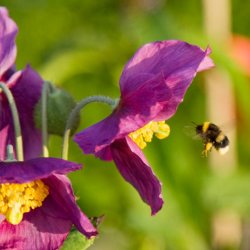 Valmuesster, Tibets - <br>'Hensol Violet' <br><i>Meconopsis baileyi</i>