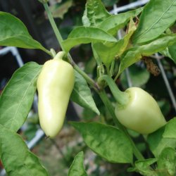 Peber <br>'Caloro'<br><i>Capsicum annuum</i>