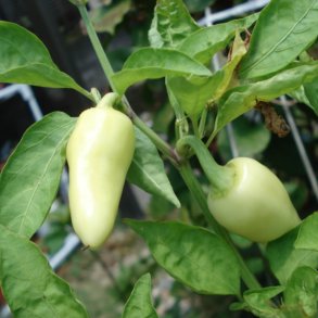 Peber <br>'Caloro'<br><i>Capsicum annuum</i>