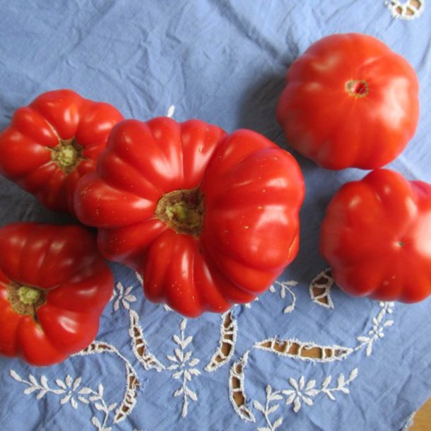 Tomat <br>'Pantano Romanesco' <br><i>Lycopersicon esculentum</i>