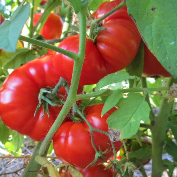 Tomat <br>'Pantano Romanesco' <br><i>Lycopersicon esculentum</i>