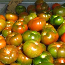 Tomat <br>RAF 'Delizia' F1 <br><i>Lycopersicon esculentum</i>