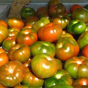 Tomat <br>RAF 'Delizia' F1 <br><i>Lycopersicon esculentum</i>