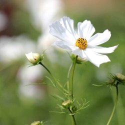 Stolt kavaler <br>'White Purity'<br> <i>Cosmos bipinnatus</i>