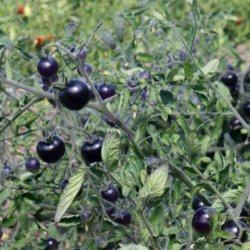 Tomat <br>'Indigo Rose'<br><i>Lycopersicon esculentum</i>