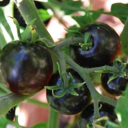 Tomat <br>'Indigo Rose'<br><i>Lycopersicon esculentum</i>