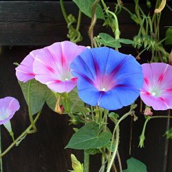 Klatreplanter <br>'Mix' <br><i>Storkb</i>