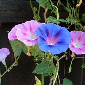 Klatreplanter <br>'Mix' <br><i>Storkb</i>