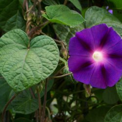 Pragtsnerle <br>'Grandpa Ott' <br><i>Ipomoea purpurea </i>